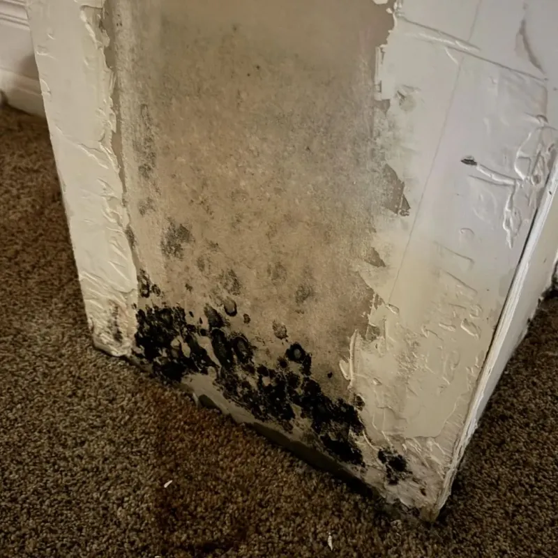 Professional Mold Removal in Pacifica, CA